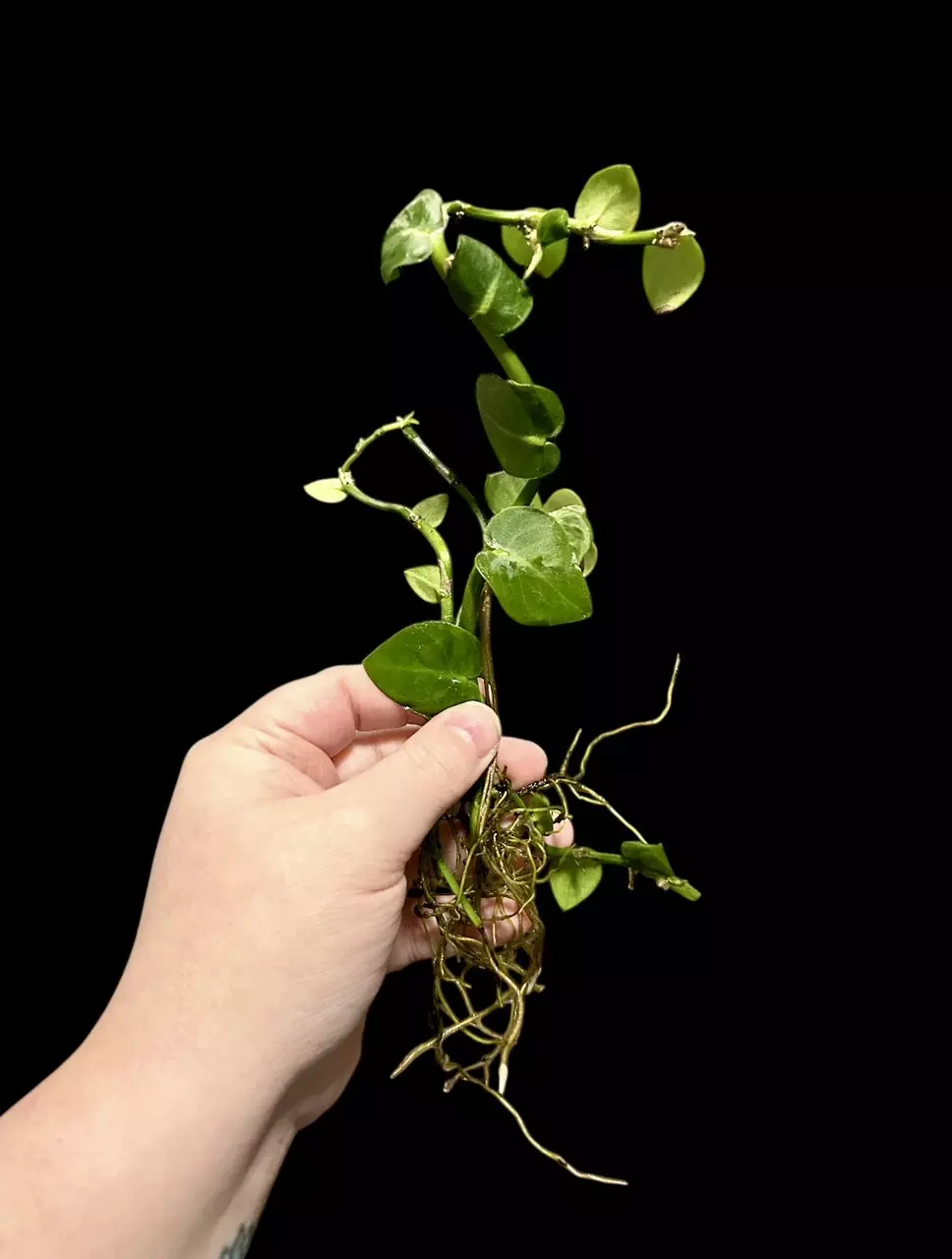 plant/Rhaphidophora Hayi (Shingle Plant)-0