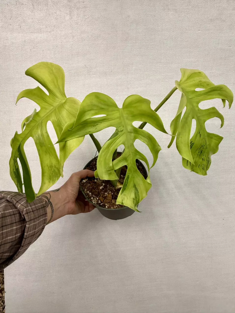 plant/Monstera Light Lime-1