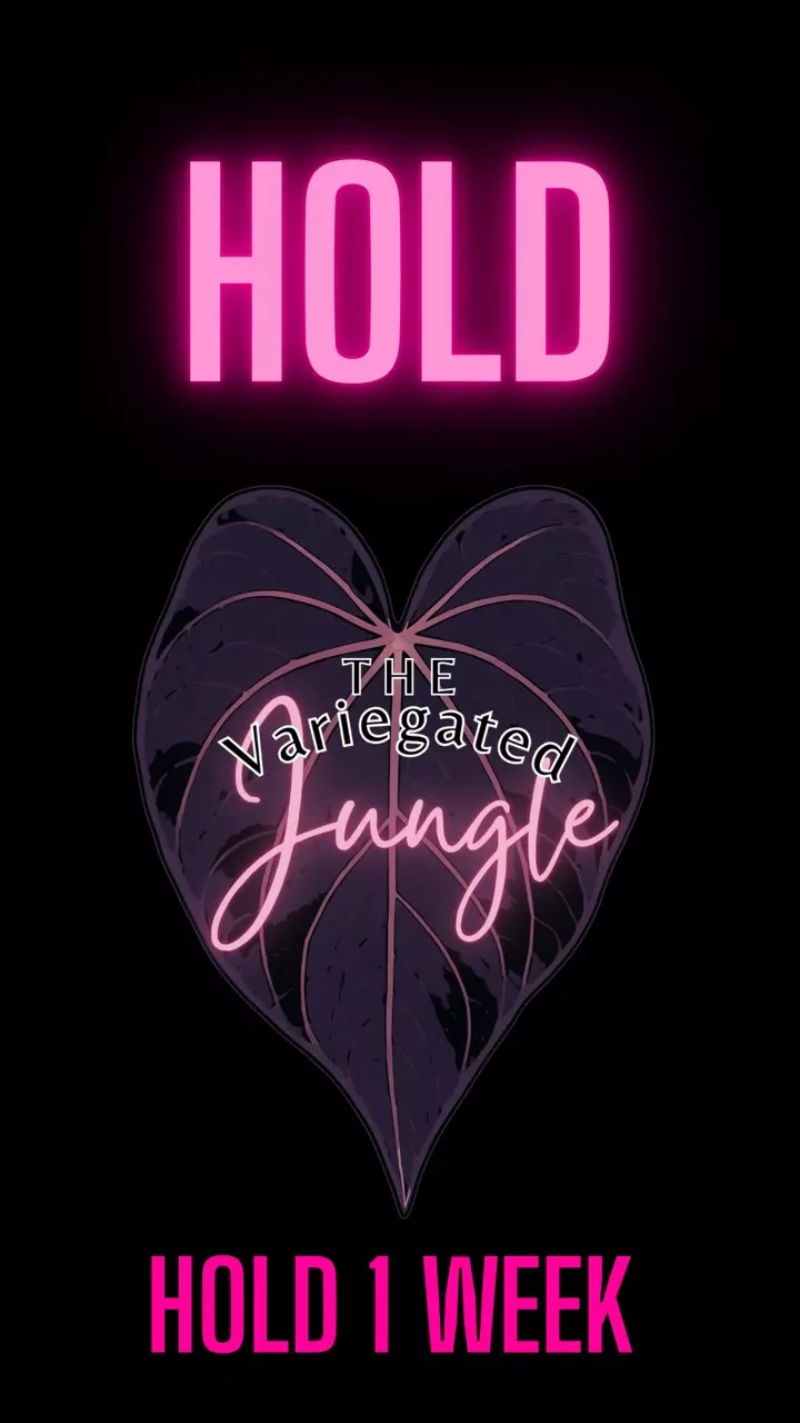 free_shipping/HOLD 1 WEEK-0