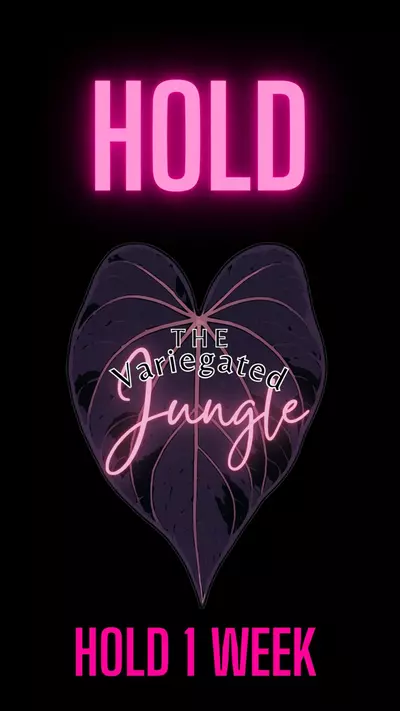 free_shipping/HOLD 1 WEEK-0-thumbnail