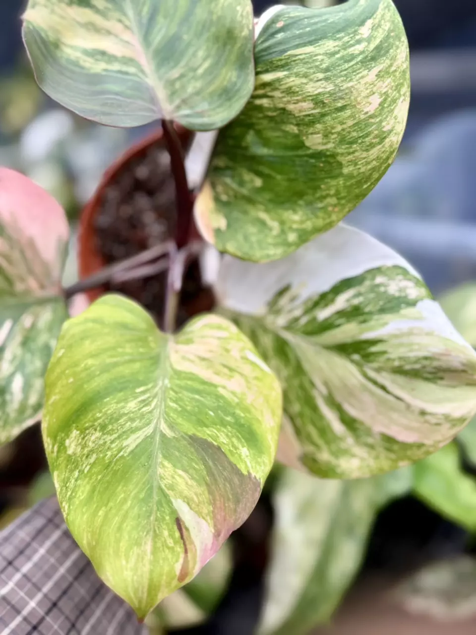 plant/PL8397: White Knight Skittles PRESALE ships 12/1-4