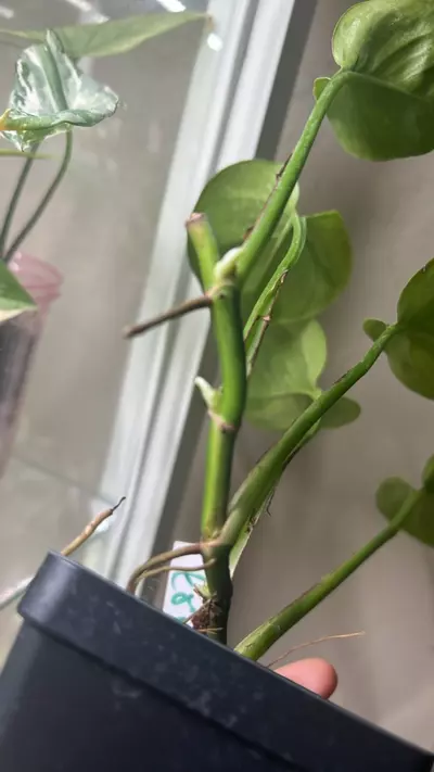 plant/Scindapsus poonsin-2-thumbnail