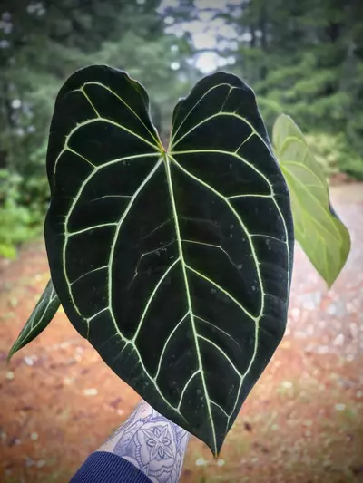 plant/Anthurium Carla 'Yard' x Stripey Mag (mother plant)-0-thumbnail