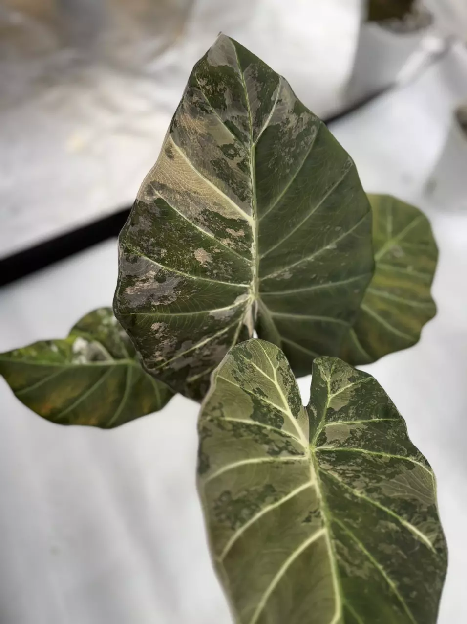 plant/Regal Shield Albo Mother Plant-1