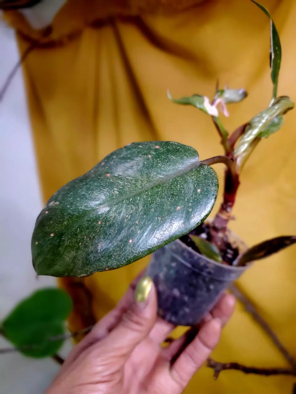 plant/Philodrendron 'Pink Princess' 👑💗🪴-0