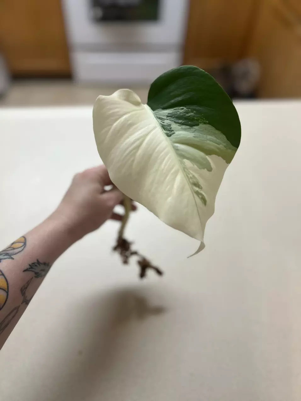 plant/Albo Monstera Rooted Cuttings-1