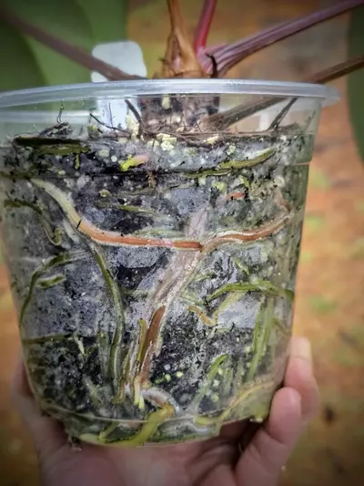 plant/Anthurium Carla 'Yard' x Stripey Mag (mother plant)-3-thumbnail