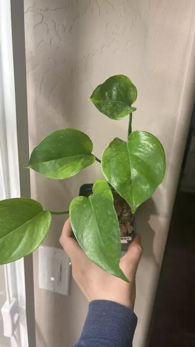 plant/Scindapsus poonsin-0-thumbnail