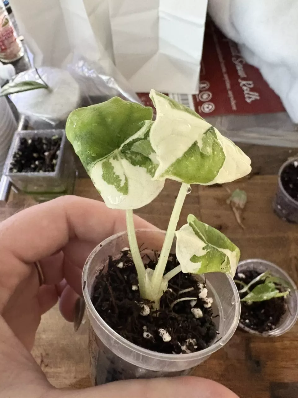 plant/Melo Albo in acclimation-2