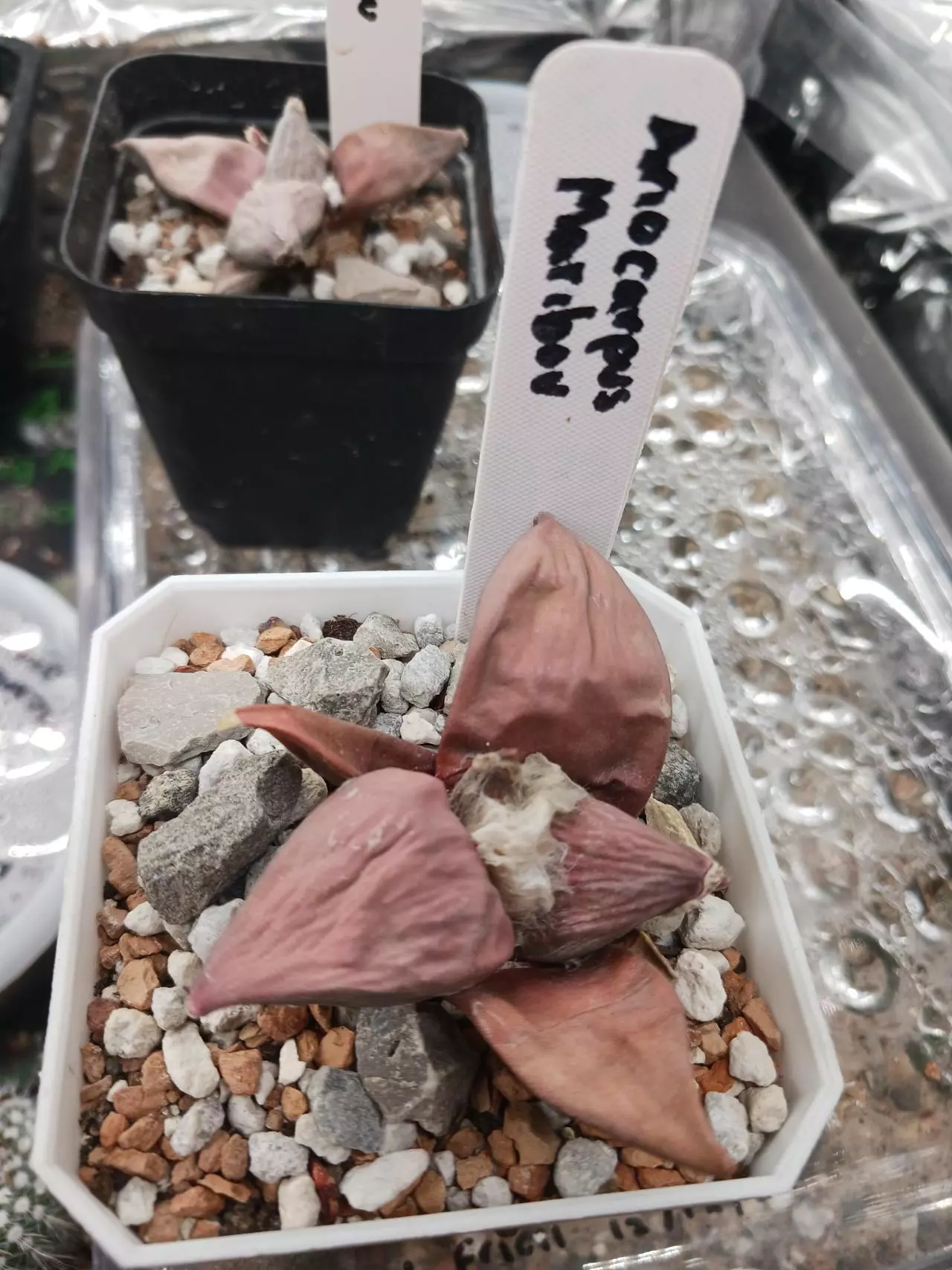 plant/Ariocarpus cv maribou-0