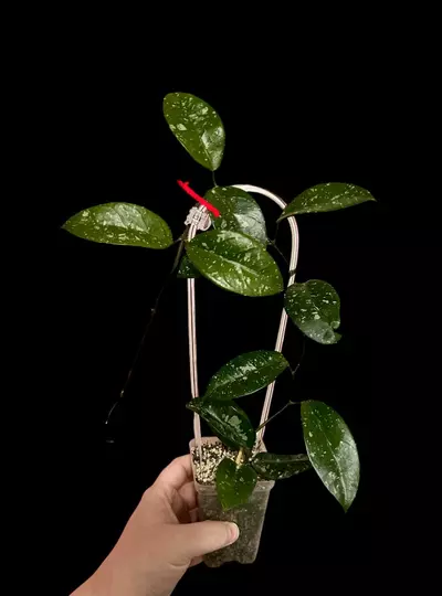 plant/Hoya Heidi (fresh cut)-0-thumbnail