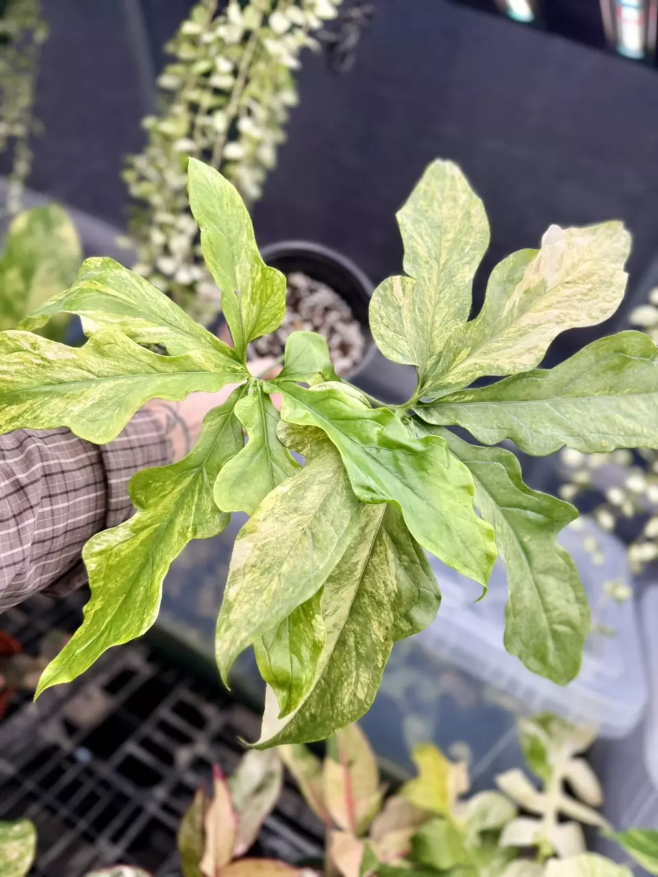 plant/Anthurium Clarvigerum Variegated-1