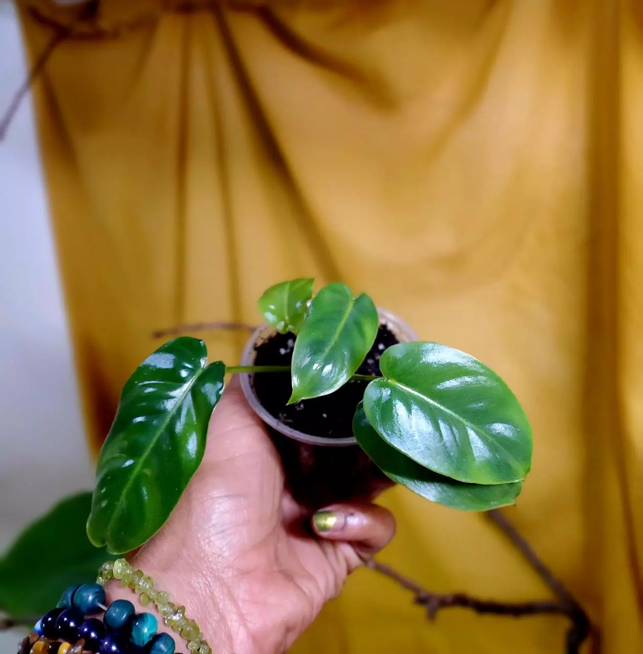 plant/Philodendron 'Burle Marx' 🪴✨️-1