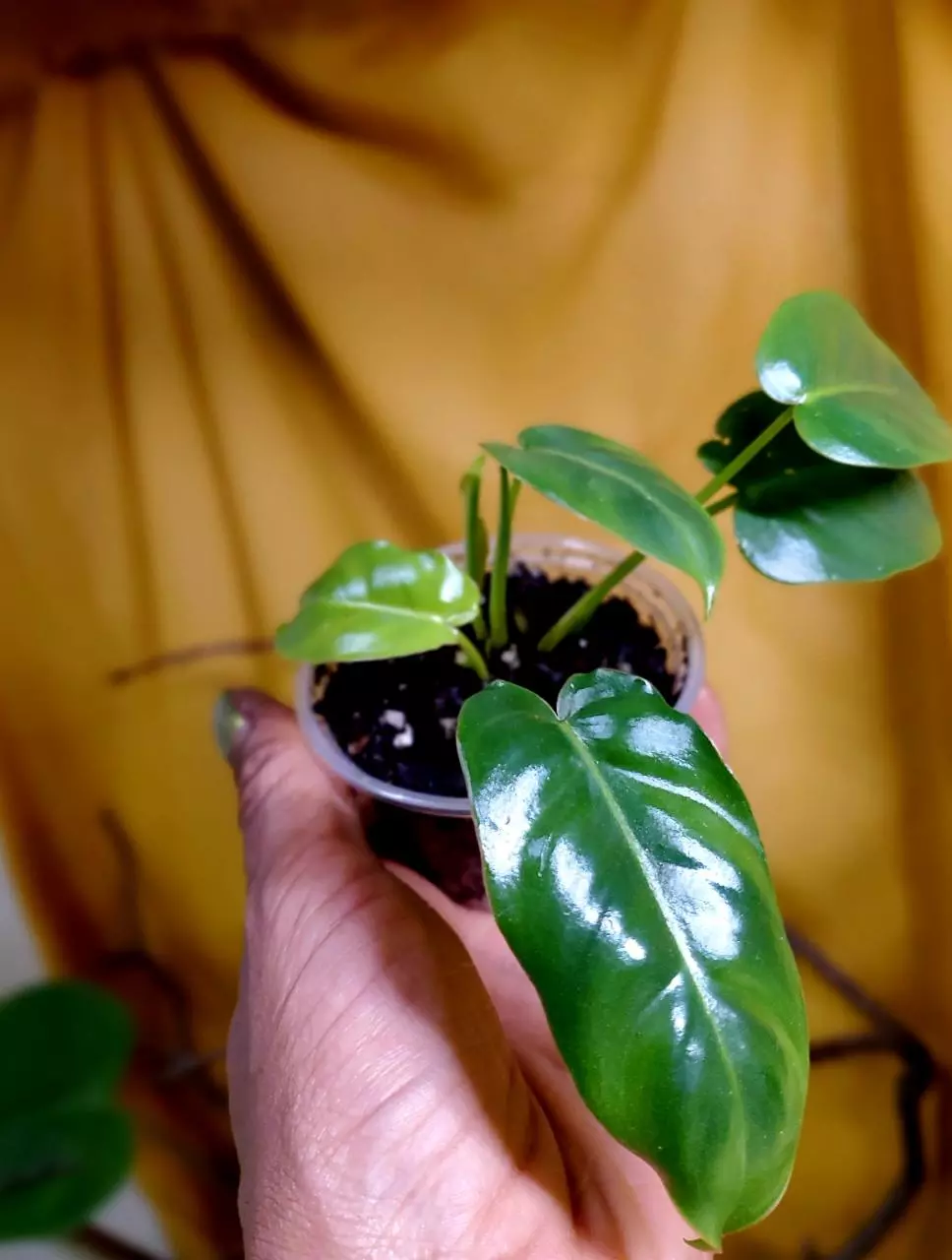 plant/Philodendron 'Burle Marx' 🪴✨️-2