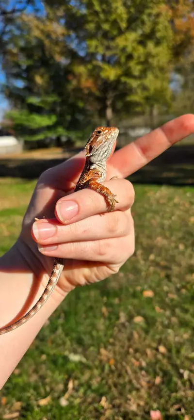 plant/75% Red monster male-2-thumbnail