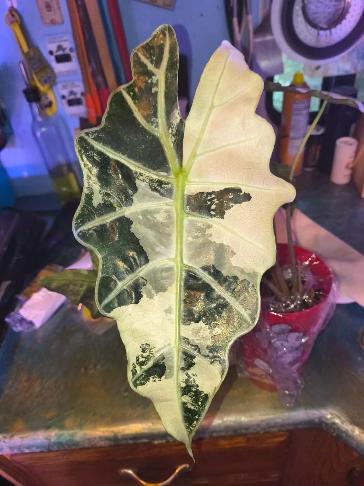 plant/Pink amazonica corm-2