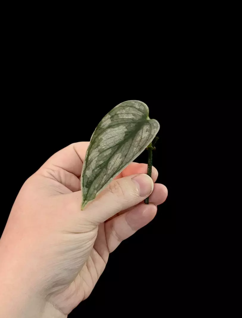 plant/Scindapsus Curlew (fresh cut)-0