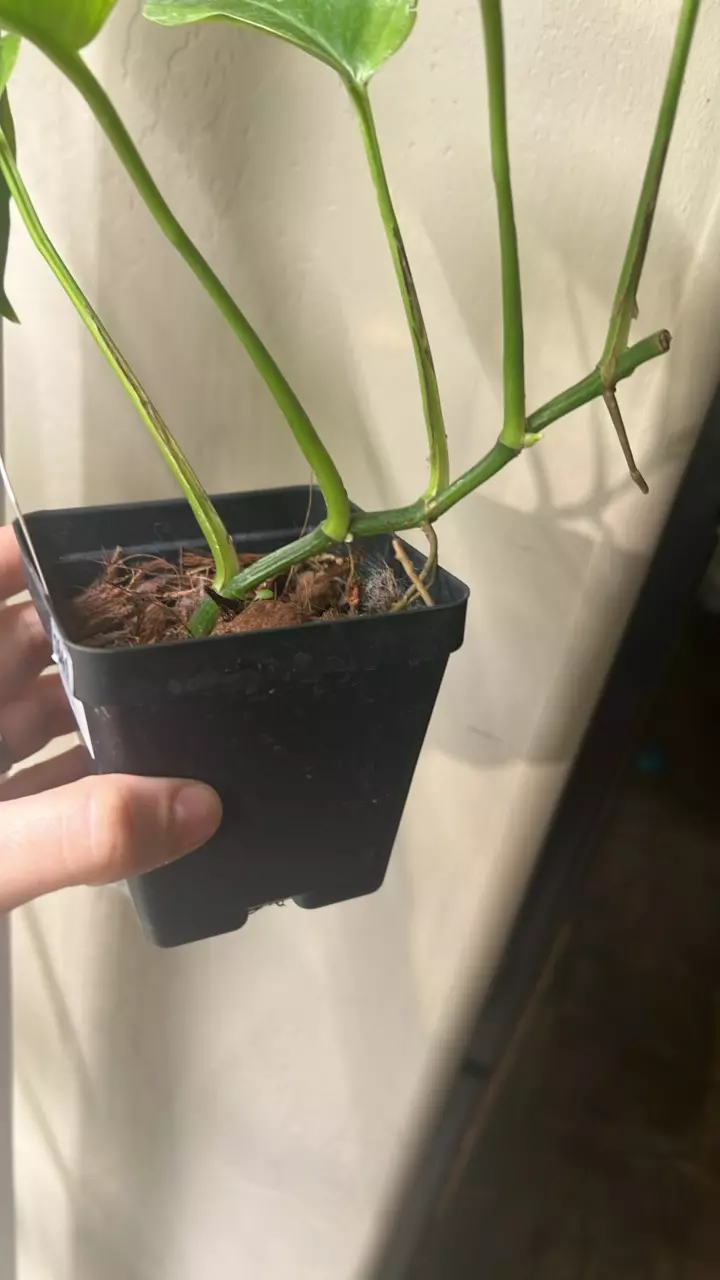 plant/Scindapsus poonsin-1