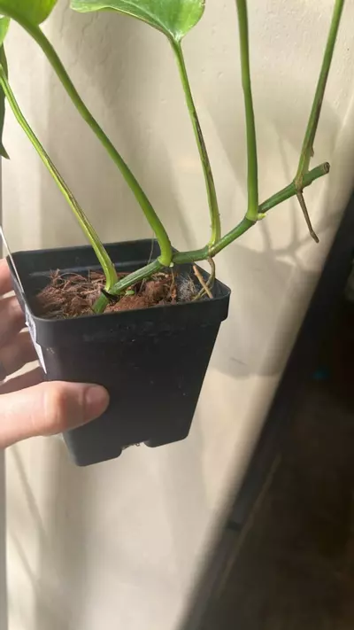 plant/Scindapsus poonsin-1-thumbnail