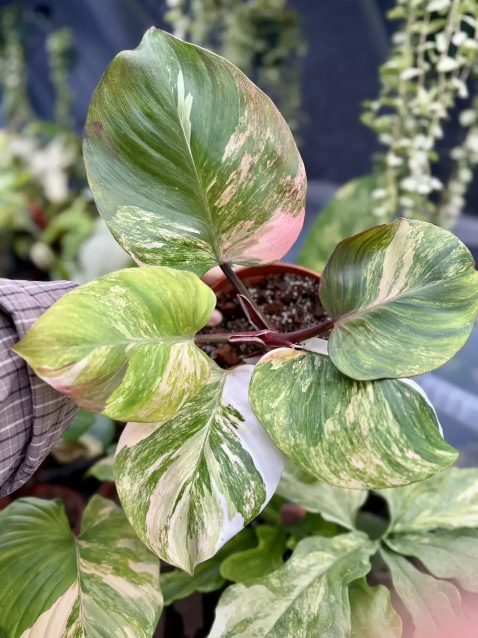 plant/PL8397: White Knight Skittles PRESALE ships 12/1-1