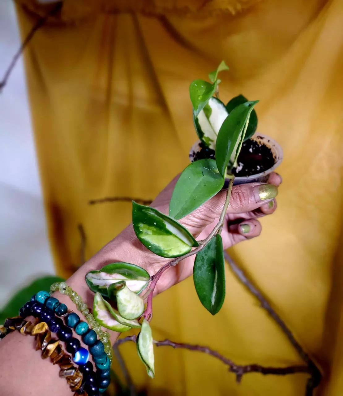 plant/Hoya 'Krimson Princess' 💗🪴👑 #4-2