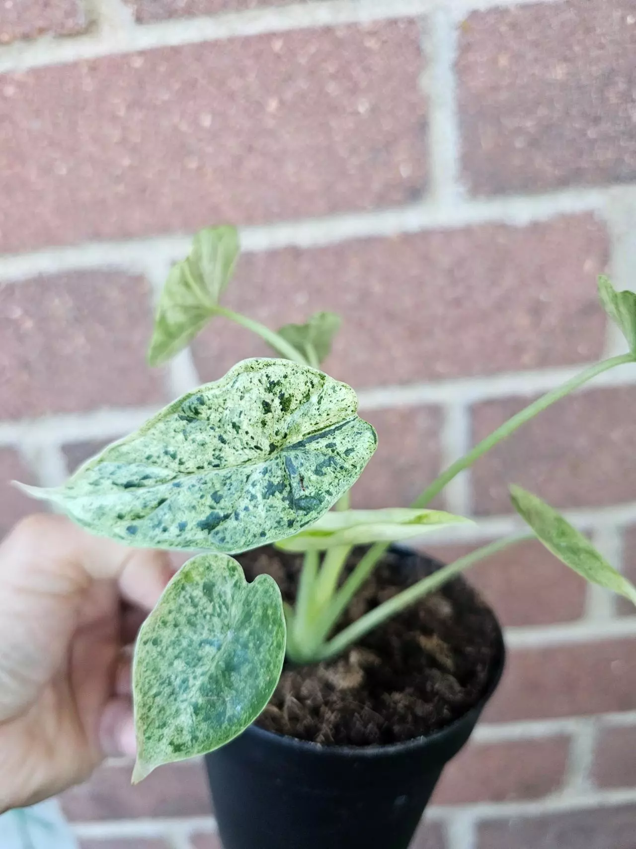 plant/ALOCASIA DRAGON SCALE MINT-0