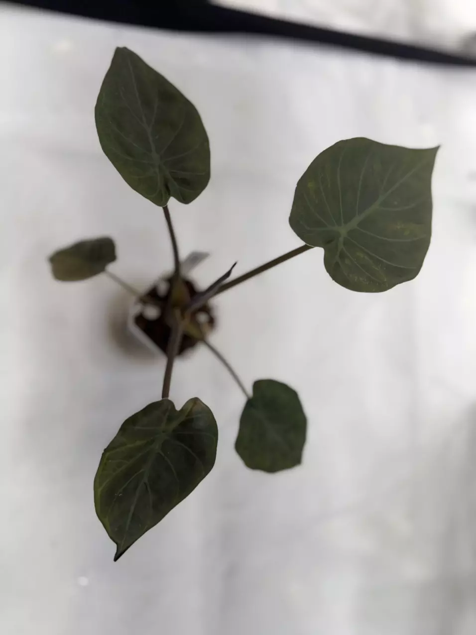 plant/Variegated Wentii-1