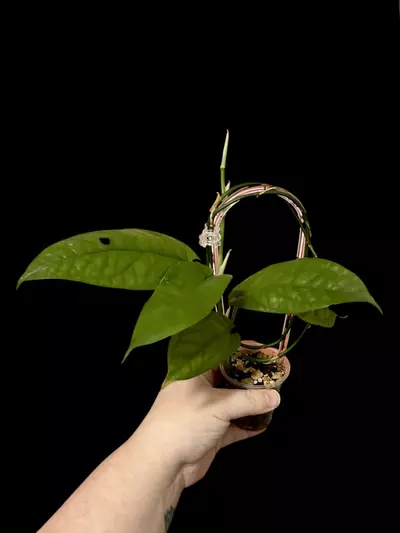 plant/Amydrium Medium-0-thumbnail