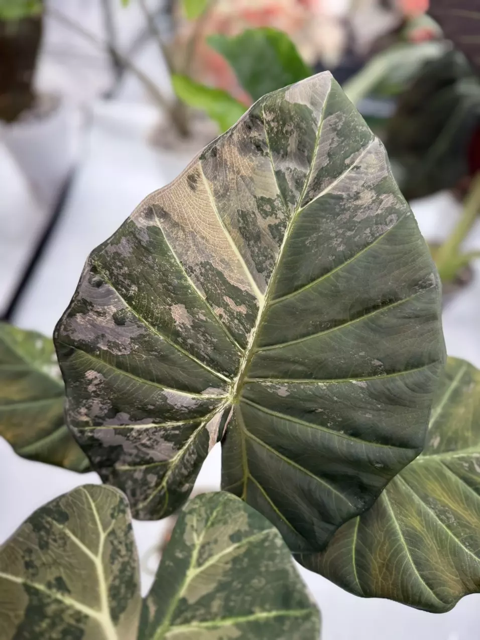 plant/Regal Shield Albo Mother Plant-0