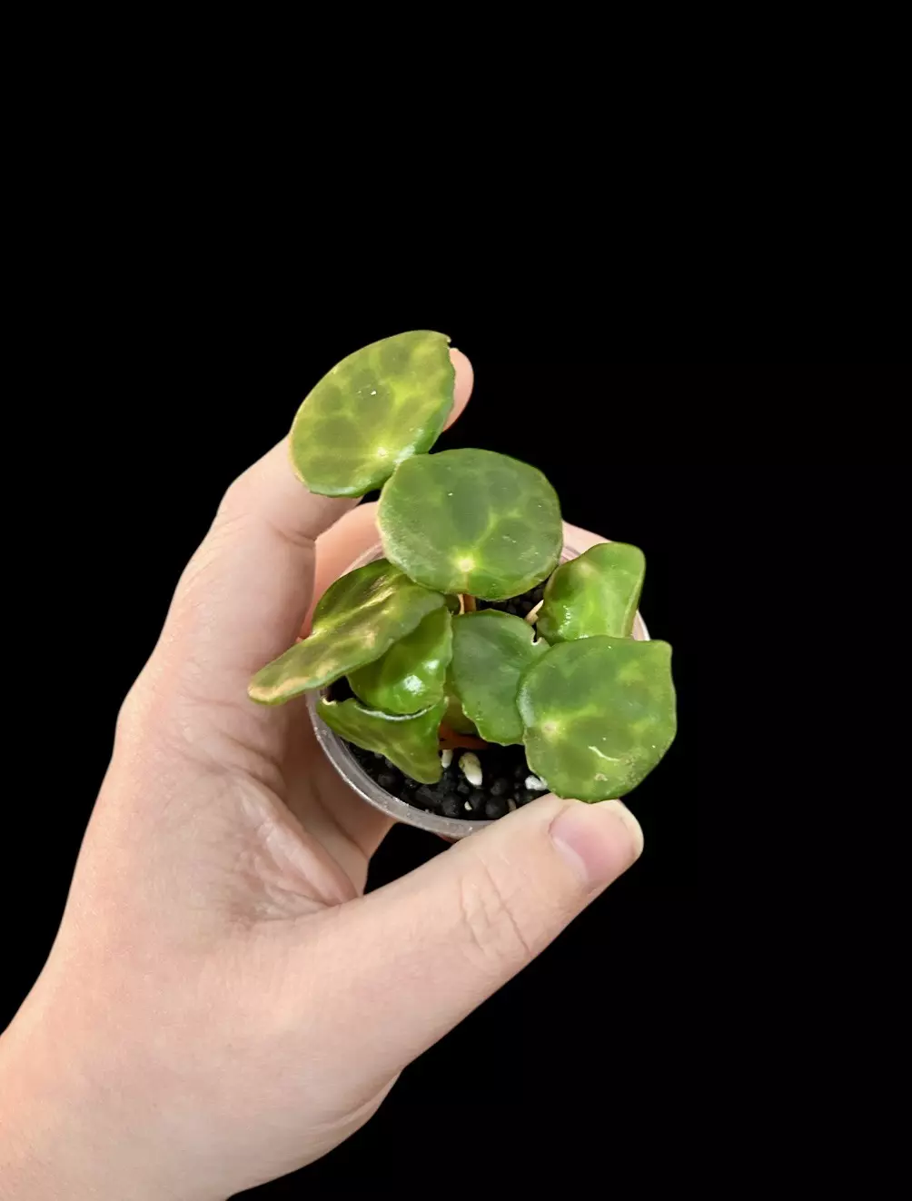 plant/Begonia Kingiana starter GC-0