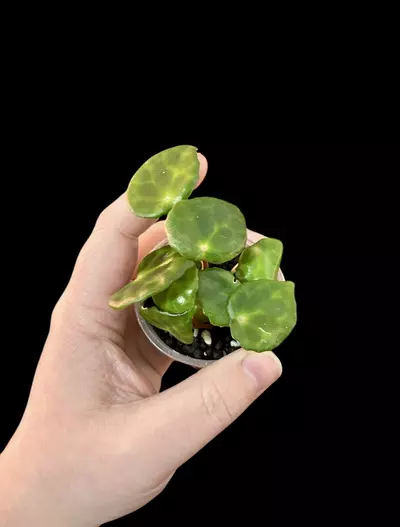 plant/Begonia Kingiana starter GC-0-thumbnail
