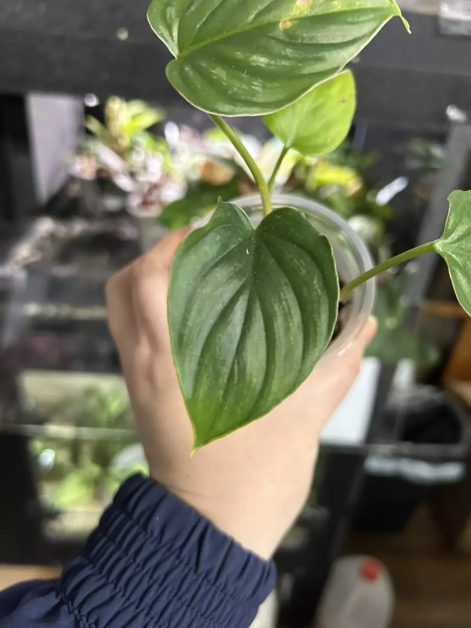 plant/Philodendron Plowmani-0