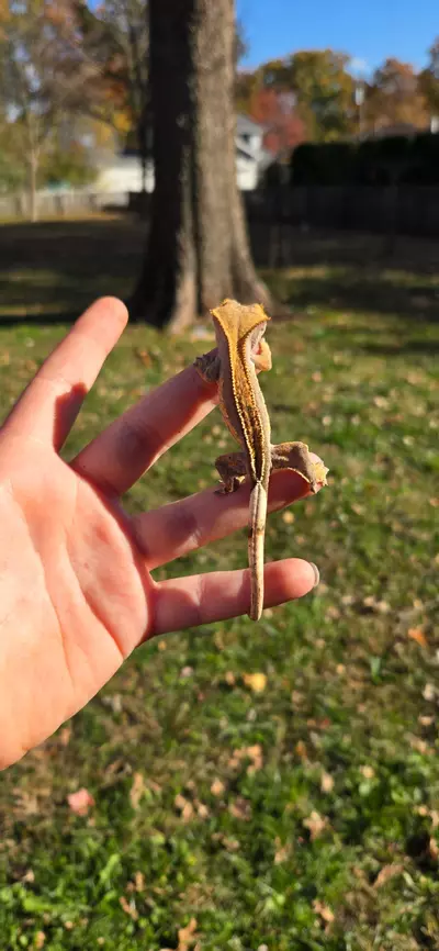 plant/Pv Harley Quinn partial pen dal spots-2-thumbnail