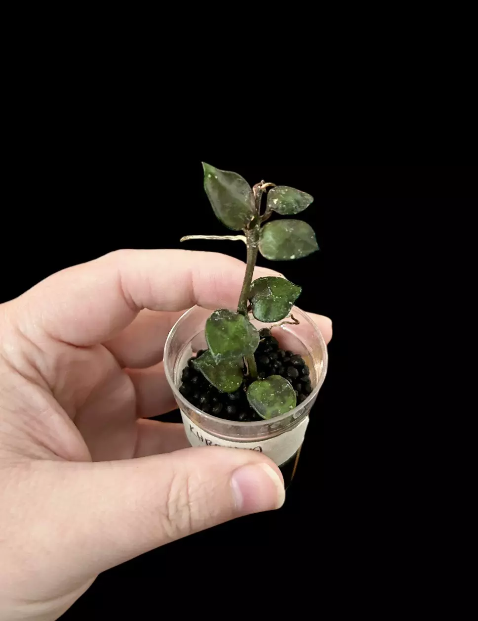 plant/Hoya Kronhiana Black-0