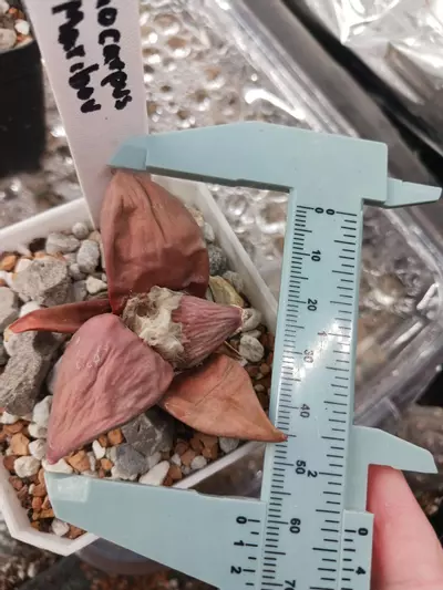 plant/Ariocarpus cv maribou-1-thumbnail