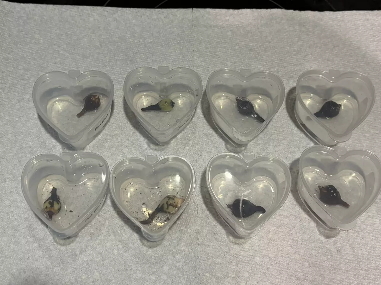 plant/Pink Black Velvet Alocasia Corms-0