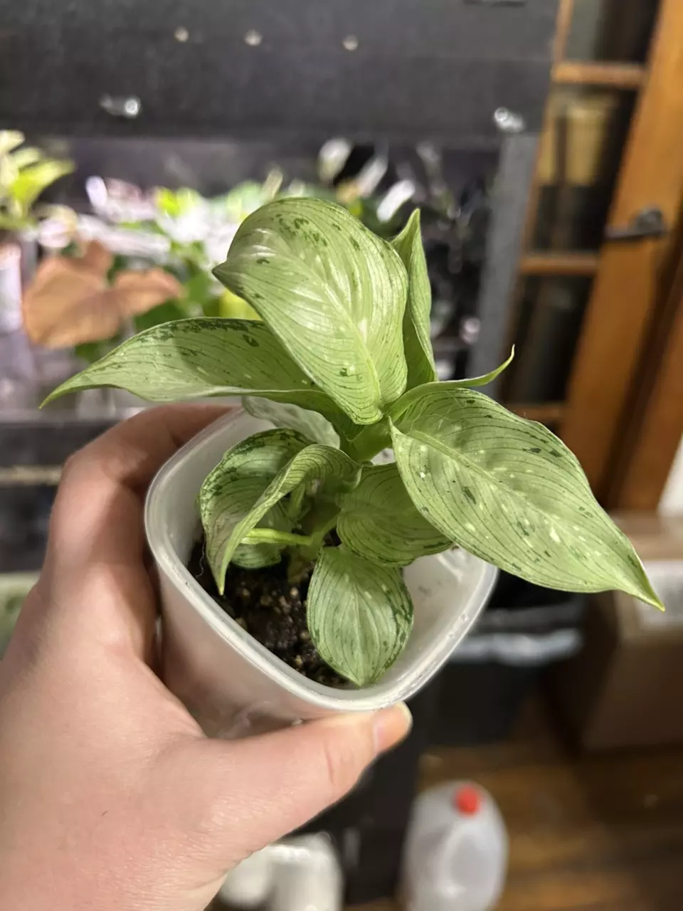 plant/Diffenbachia Snow-0