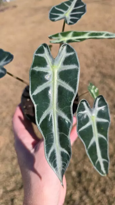 plant/1092 Alocasia Bambino-1-thumbnail