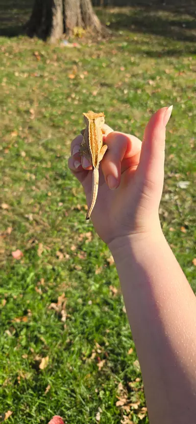 plant/Harley Quinn full pin Dal spots-0-thumbnail