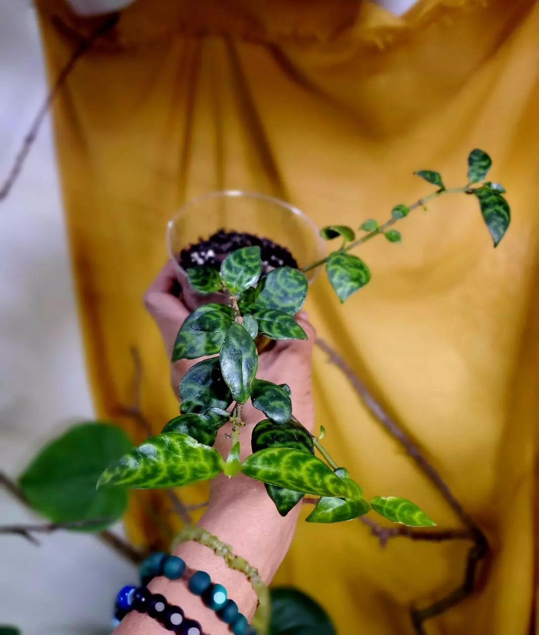 plant/Black Pagoda Lipstick 🪴💄-0