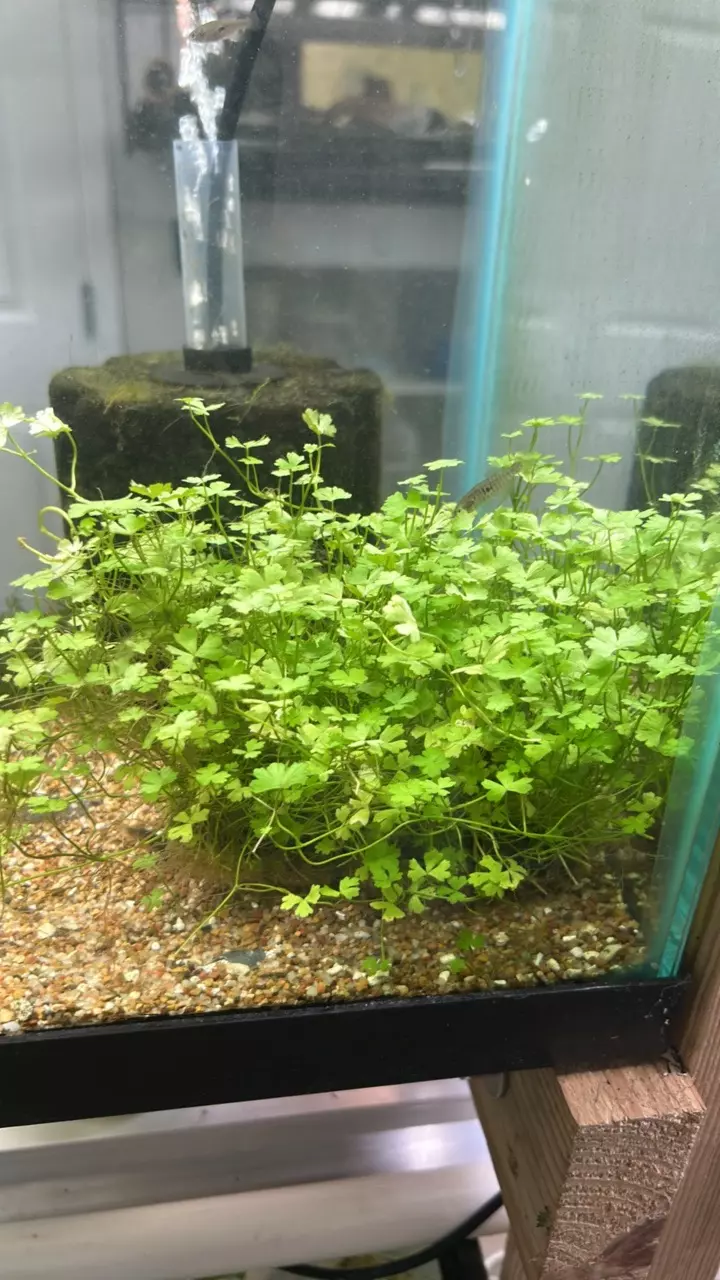 plant/Cordyline japonica mat-0