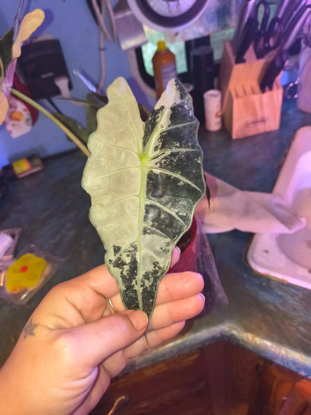 plant/Pink amazonica corm-1