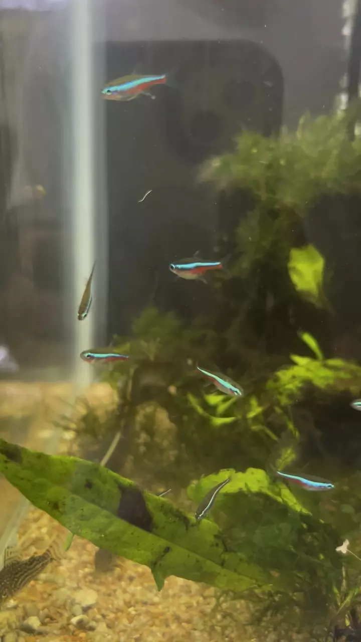 plant/Green neon tetra 5 pack-0