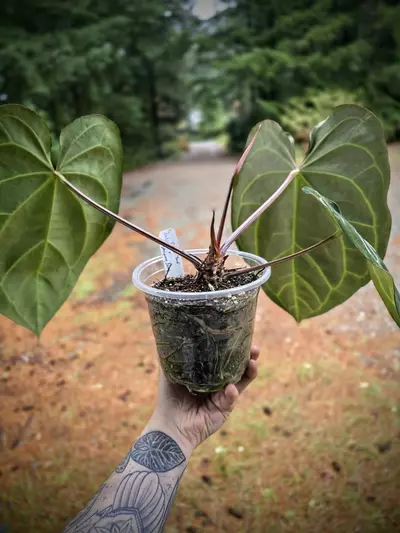 plant/Anthurium Carla 'Yard' x Stripey Mag (mother plant)-2-thumbnail