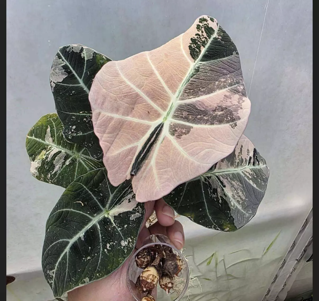 plant/Pink Black Velvet Alocasia Corms-1