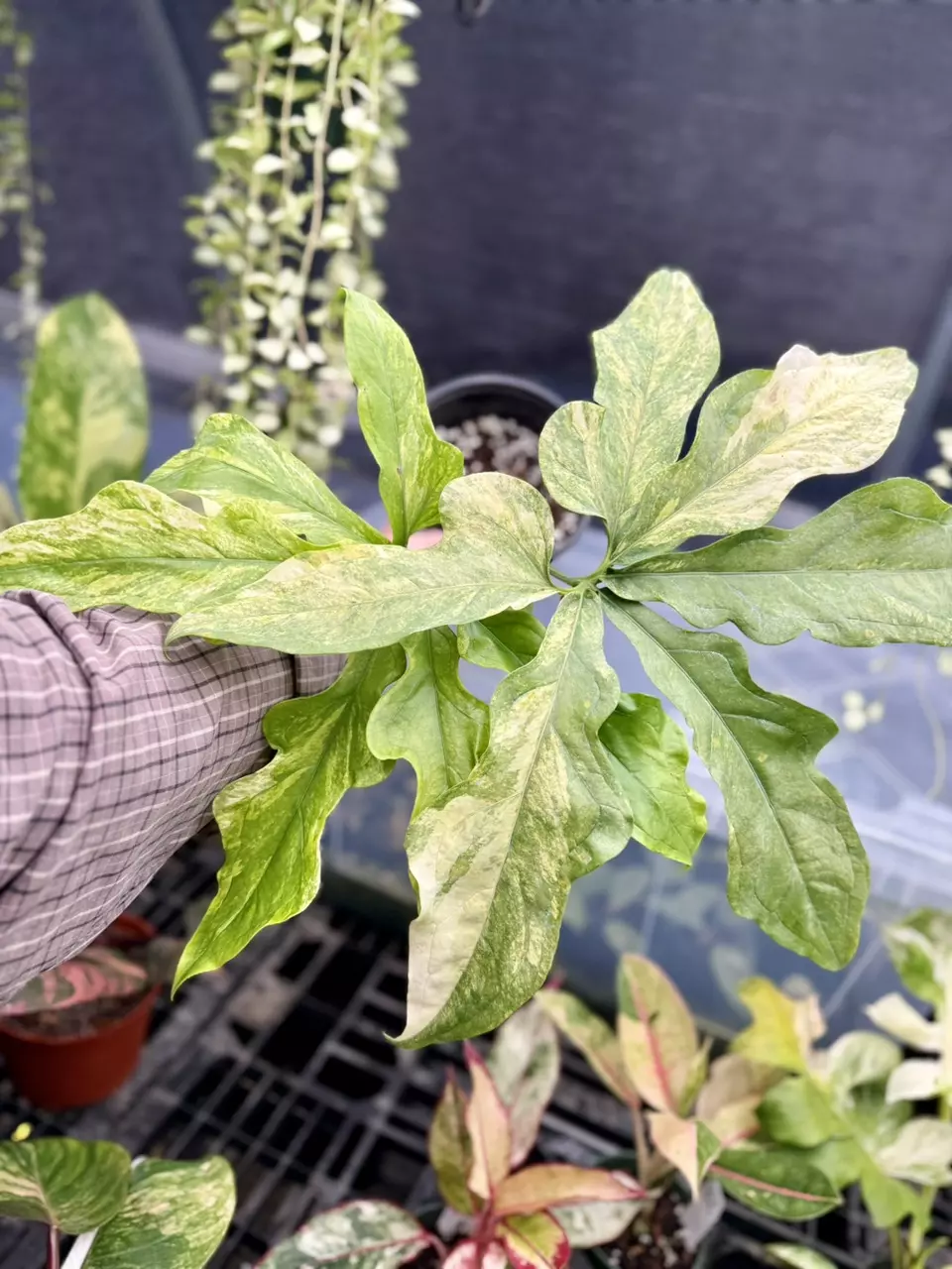 plant/Anthurium Clarvigerum Variegated-0