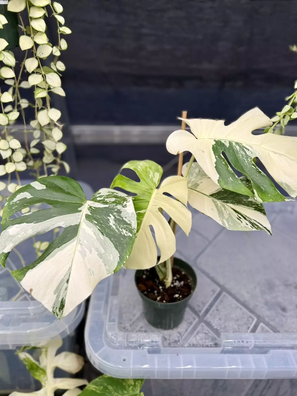 plant/Monstera Albo Large Form-4