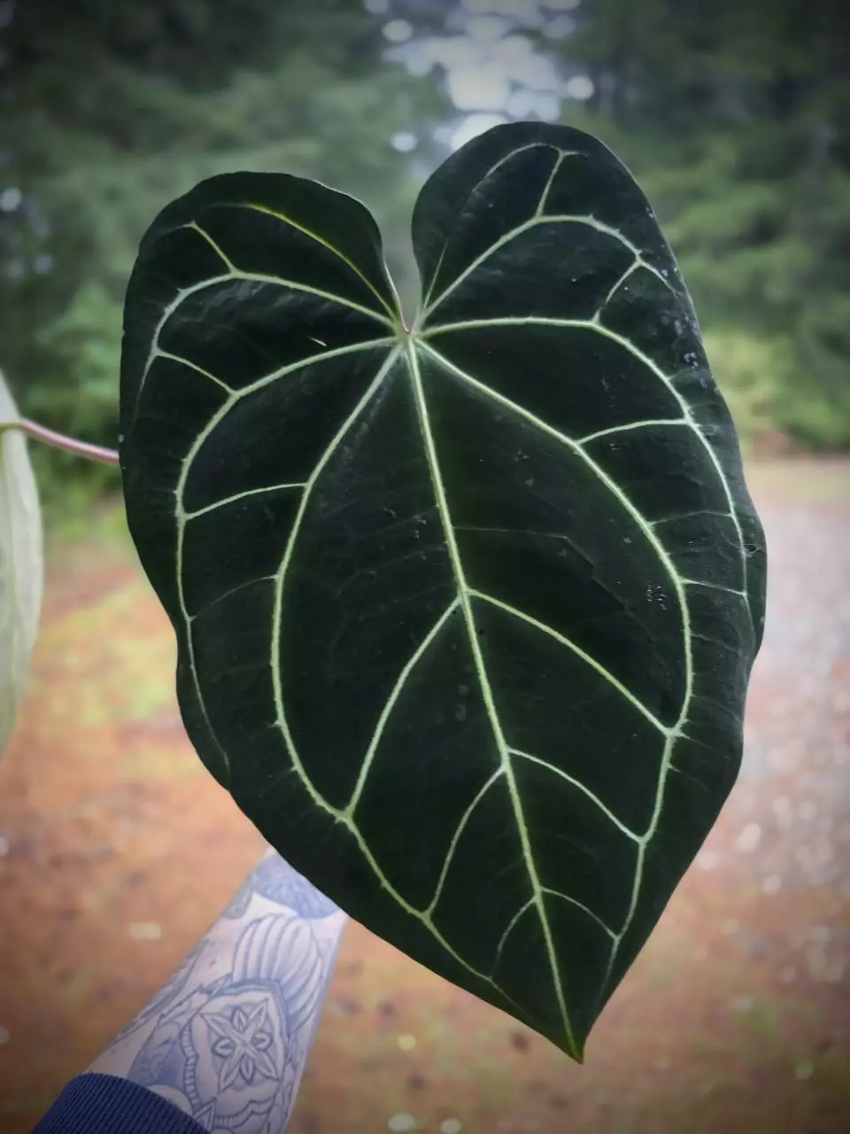 plant/Anthurium Carla 'Yard' x Stripey Mag (mother plant)-1