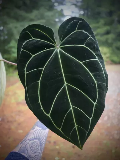 plant/Anthurium Carla 'Yard' x Stripey Mag (mother plant)-1-thumbnail