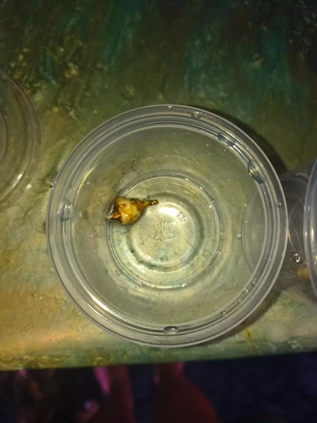 plant/Pink amazonica corm-0